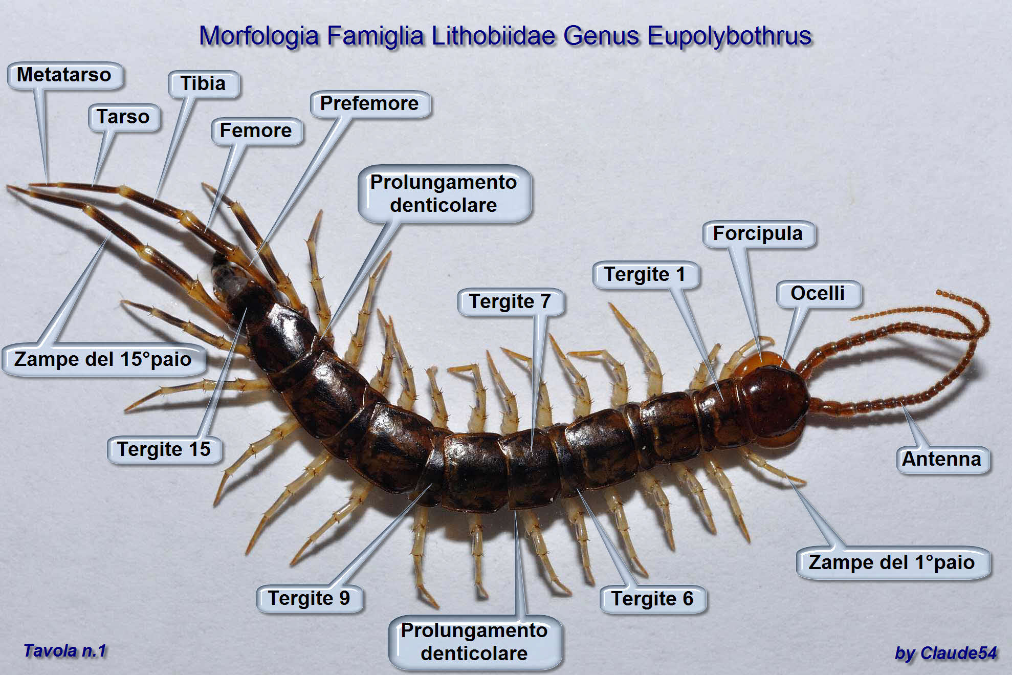 Tavola morfologica Lithobiidae